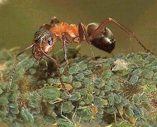        Some ants tend and look aftre aphids; they do this because they can milk the aphid of a sweet juice  -  Hymenoptera Formicidae  -   The Ant  -   An insect related to, or part of a special group of wasps. There are over 15,000 ant-species.   
