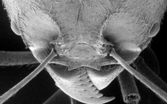      SOLDIER ANT - The jaws open and close in a sideways motion like a pair of scissors, and are very powerful, and there are as many variations of ant-jaw as there are different kinds of ants.   