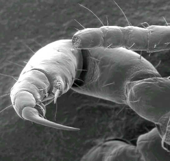 The Louse - The Pubic Louse - Lice use their front leg claws to hold onto the hair of their host.