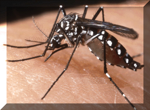 Tiger Mosquito - Named so because of its markings.  -   Mosquito A small flying insect that could be described as a type of Fly. It lives worldwide, especially in the tropics. It has long legs and a slender abdomen, Culex Forma. In most species the males feed on plant juices, while the females suck the blood of mammals, quite often transmitting serious diseases, including malaria, Dengue Fever,  Encephalitis and yellow fever.