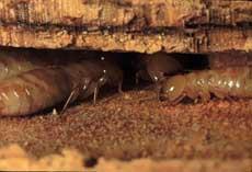 Termites eat cellulose and are very destructive when they invade wooden houses.