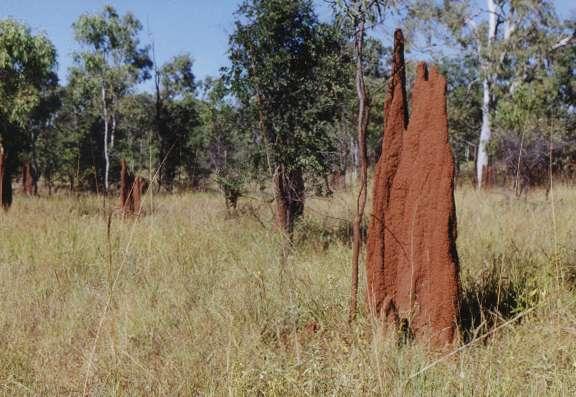 Some Termites have evolved to be able to construct their own high rise homes - the Termitaria